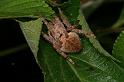 Eriophora_transmarina_D7818_Z_89_North Stradbroke island_Australie